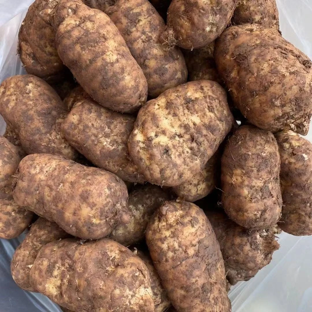 【新鲜天麻】云南昭通彝良小草坝新鲜乌天麻煲汤泡酒产地直发包邮