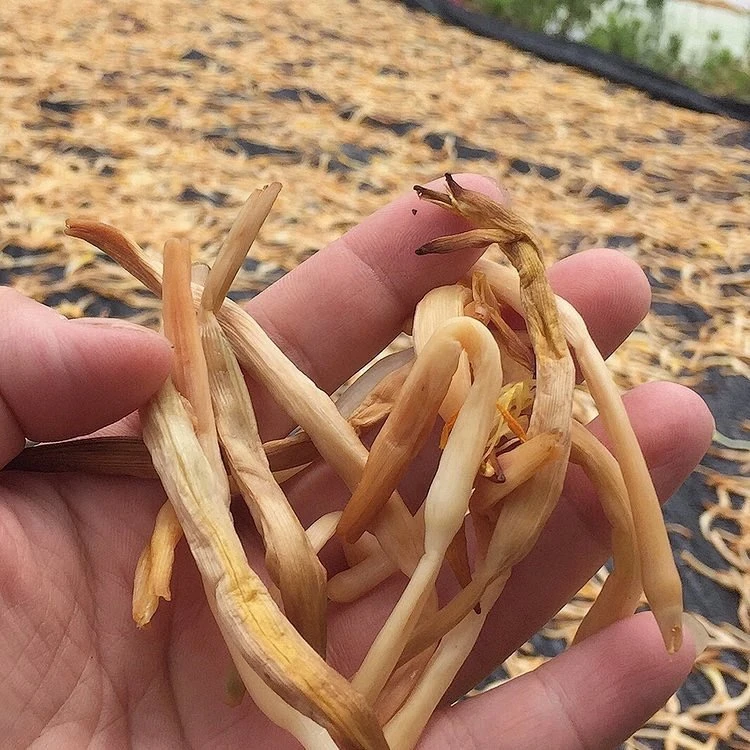 新货随州黄花菜金针菜干自然晒干传统工艺400克