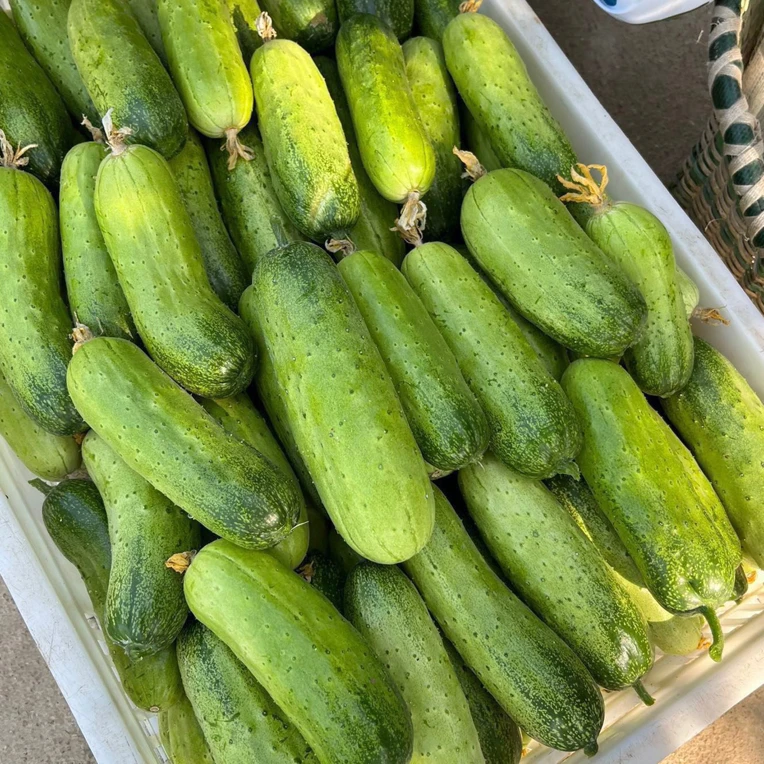 5斤随州本地的露天小黄瓜，可以当水果吃的