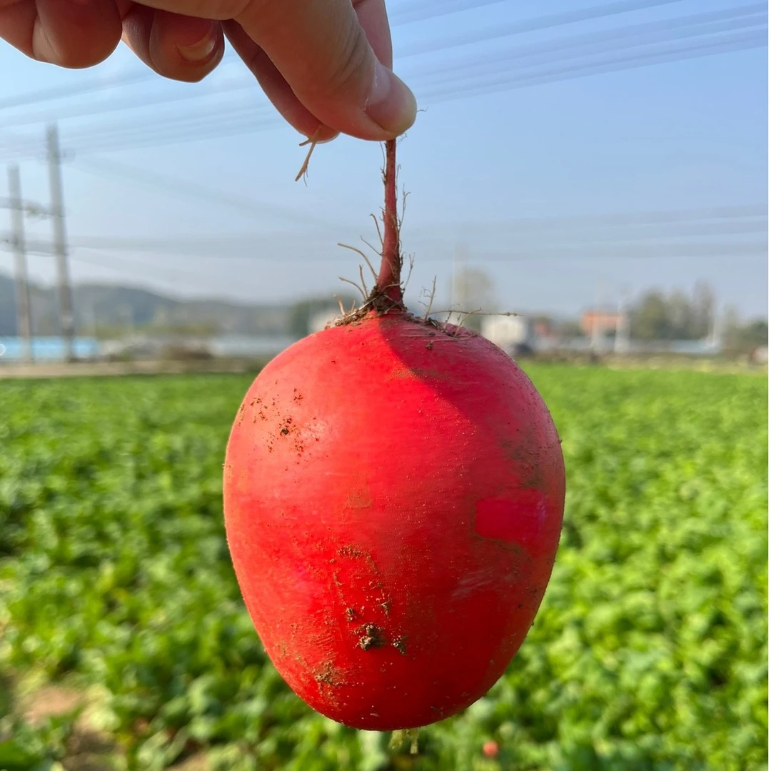 随州安居沙湾红萝卜  只做最正宗的核心产区的红萝卜