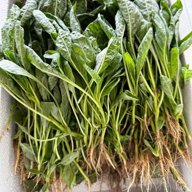 包邮湖北随州露天绿叶苋菜非大棚蔬菜非红苋菜3斤现摘现发