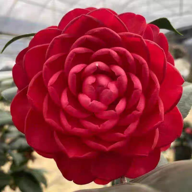 （红赤丹）精品茶花盆栽四季好养花卉植物室内花客厅阳台庭院绿植