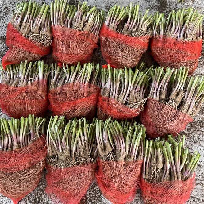 新鲜现挖紫根韭菜根苗批发宽叶紫红根本地香韭菜种子家庭阳