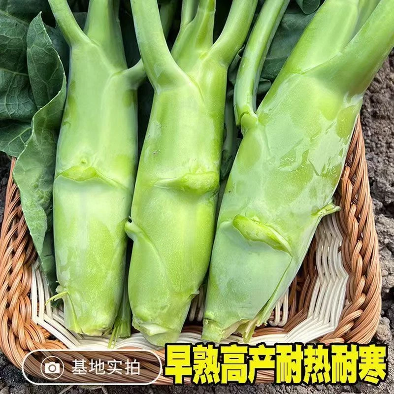 甜脆鸡腿芥蓝种子菜种籽粗条籽大芥兰广东四季菜子春秋季蔬菜种孑