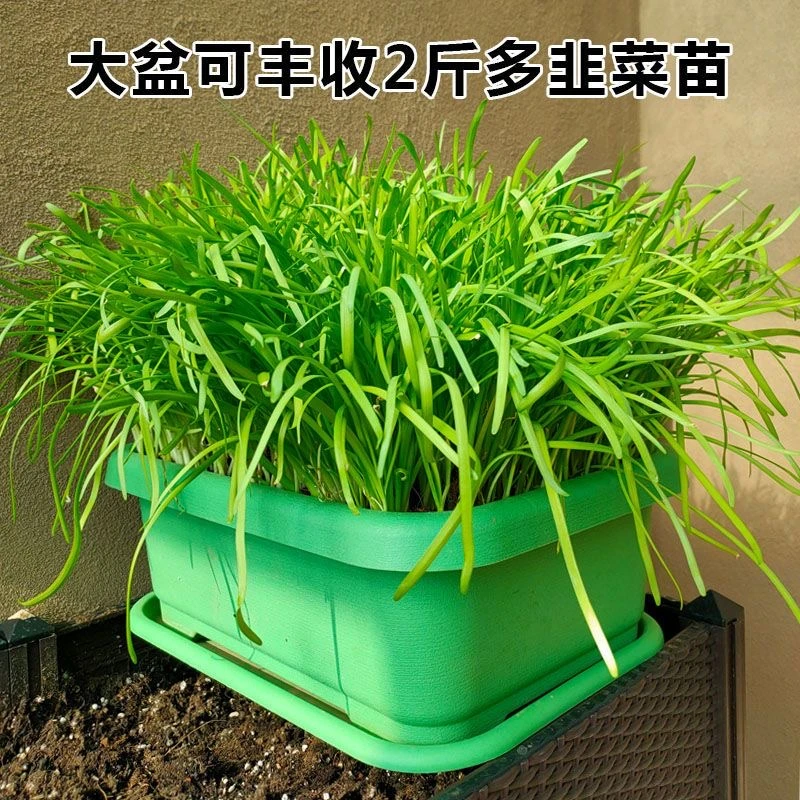 水培盆栽韭菜根无土栽培新鲜食用细叶室内菲菜根懒人韭菜根苗