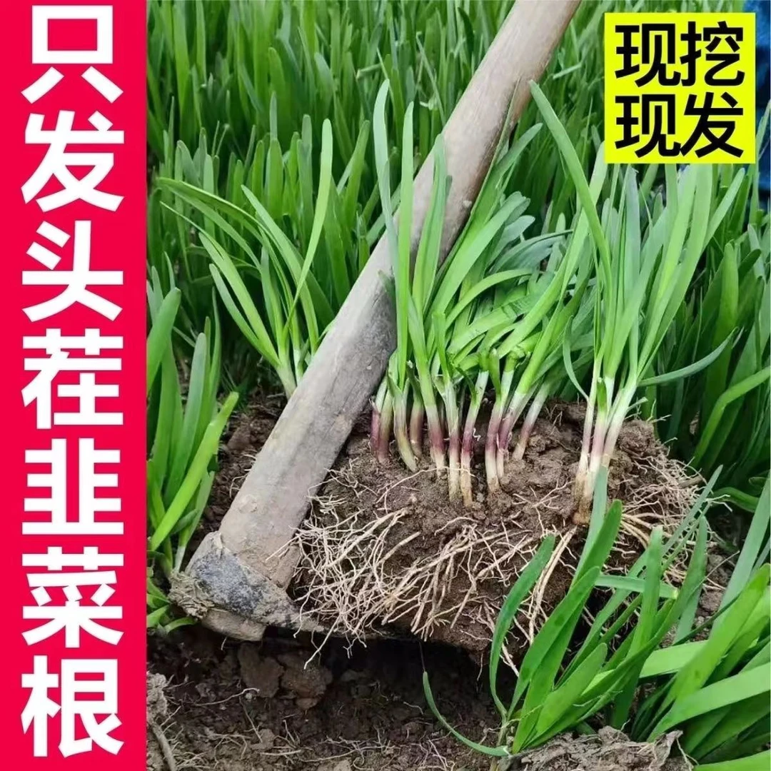 新鲜独根红韭菜根高产耐寒家庭四季头茬耐热种植发货粗壮红根