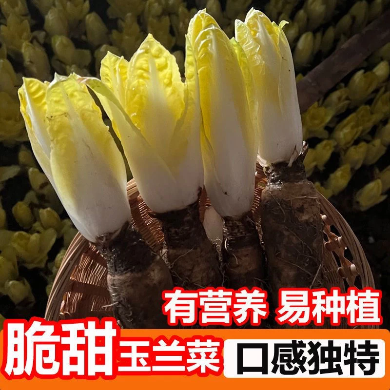 金玉兰菜根种球鲜活金玉兰活苗金玉兰菊苣金玉兰菜苗
