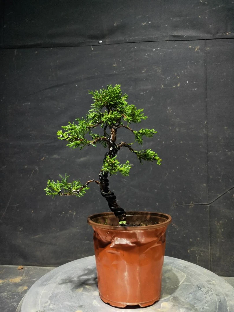 精美盆景香山红叶黄卢