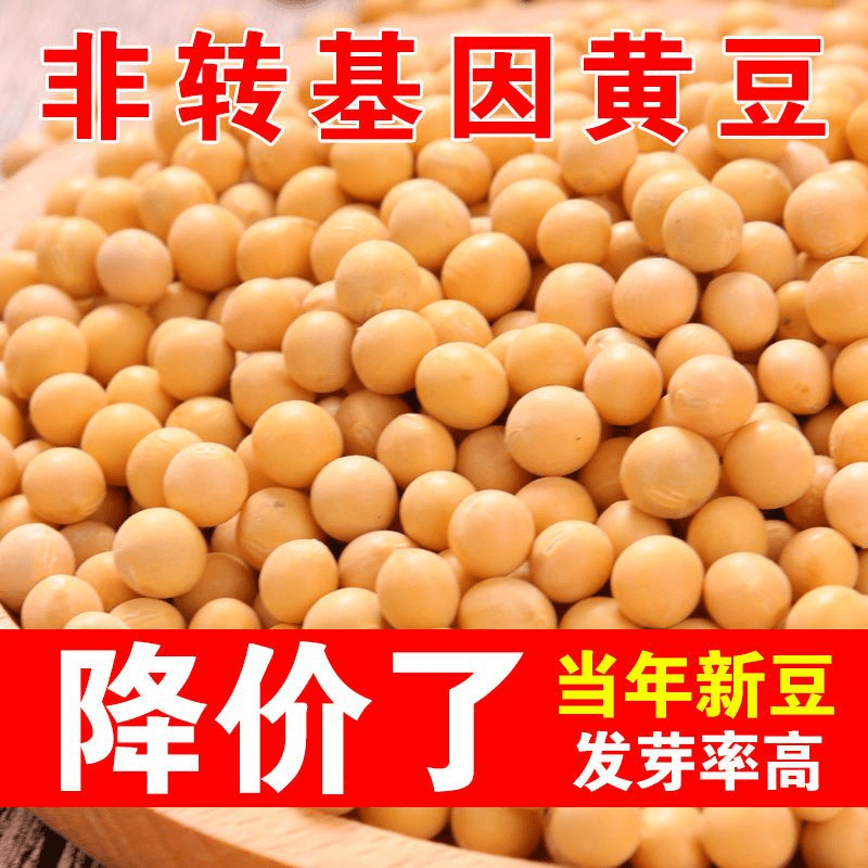 【当季新豆3斤装】生黄豆打豆浆用非转基因大豆农家发豆芽粗粮黄豆