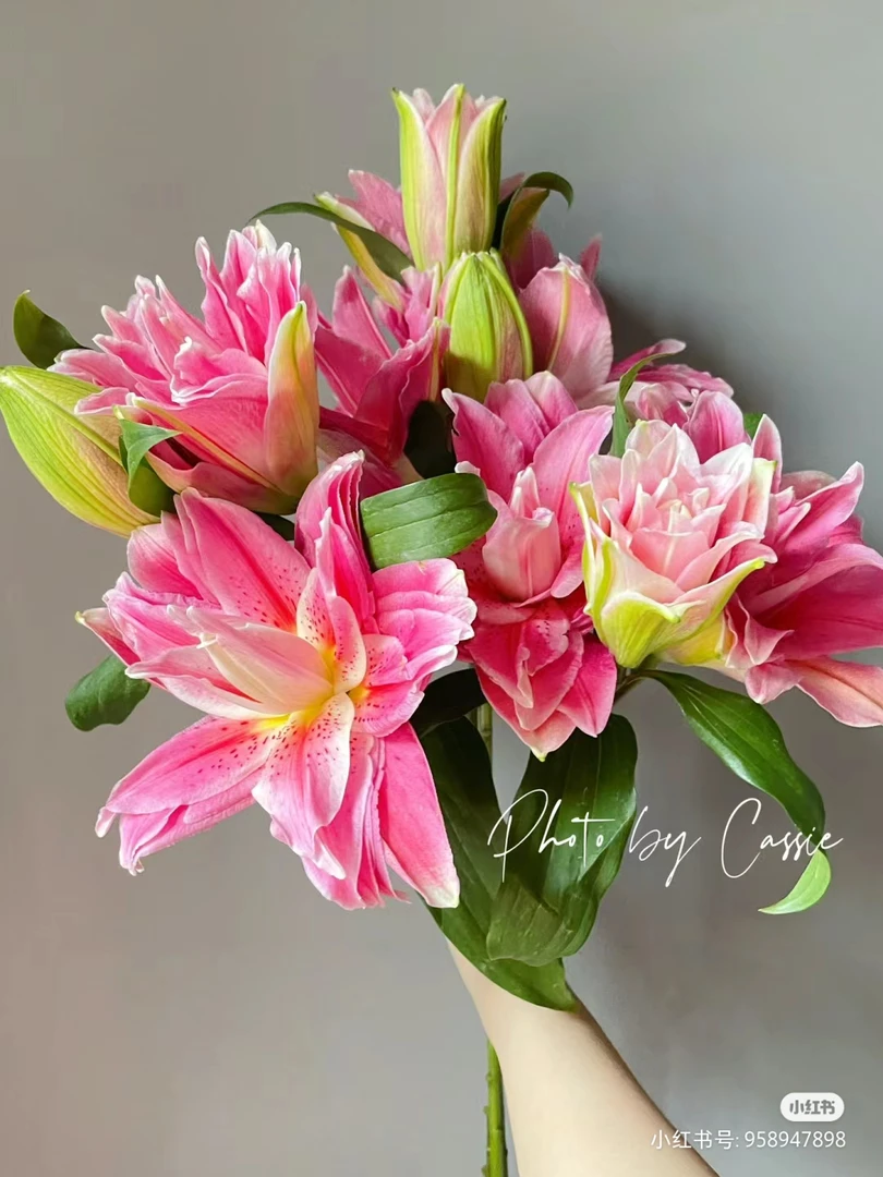 【林冲花卉】红美人重瓣香水百合 颜色大气有质感