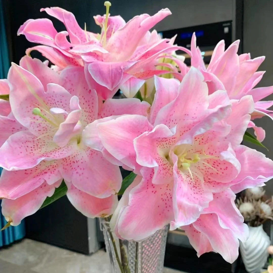 【买百合选林冲】多头粉拉菲重瓣香水百合 花型大 香味甜