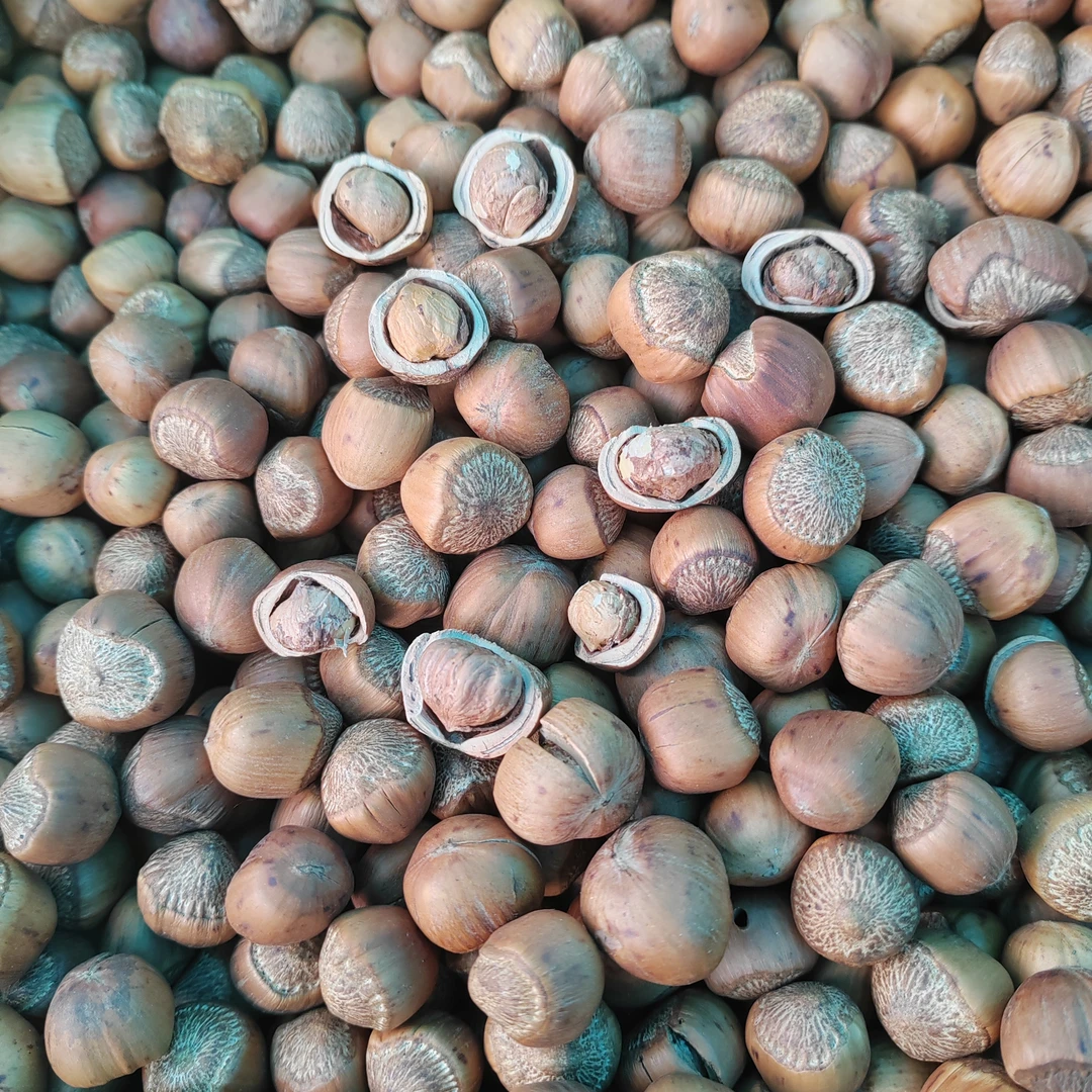 大兴安岭2025年本地野生新榛子5斤烘炒嘎嘎香颗粒饱满送夹子1个