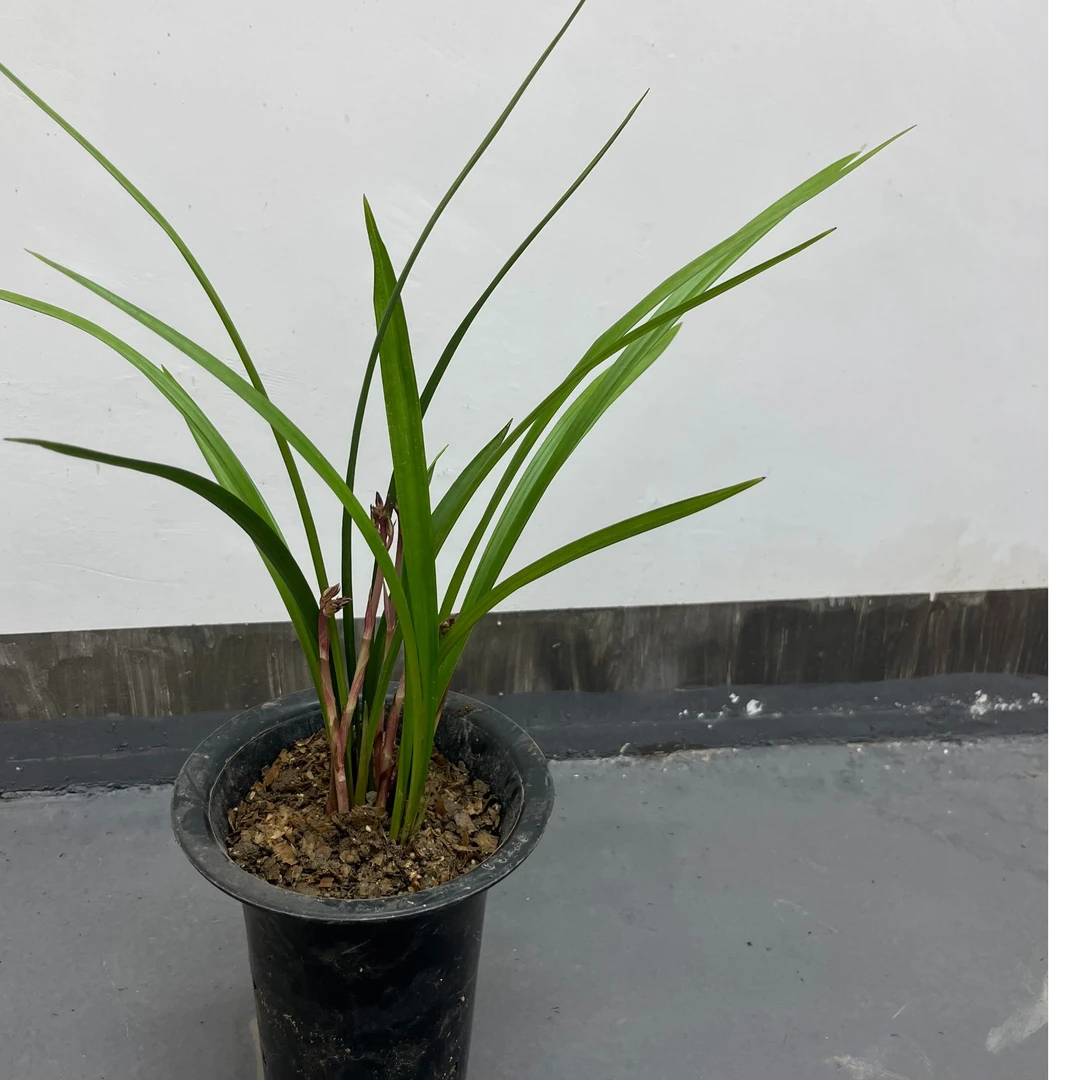 建兰 春兰 直播间一物一拍