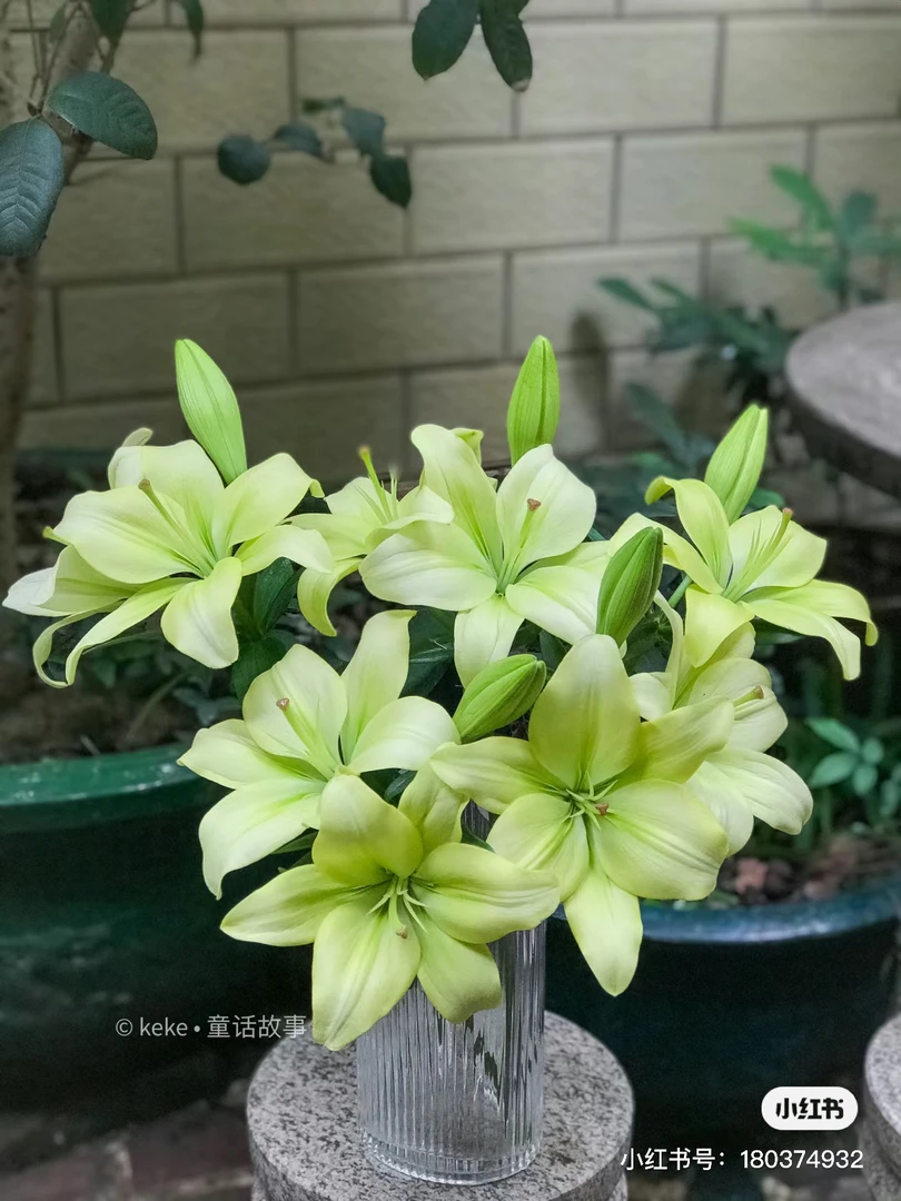 多头  童年 亚百合 5枝 云南基地直发