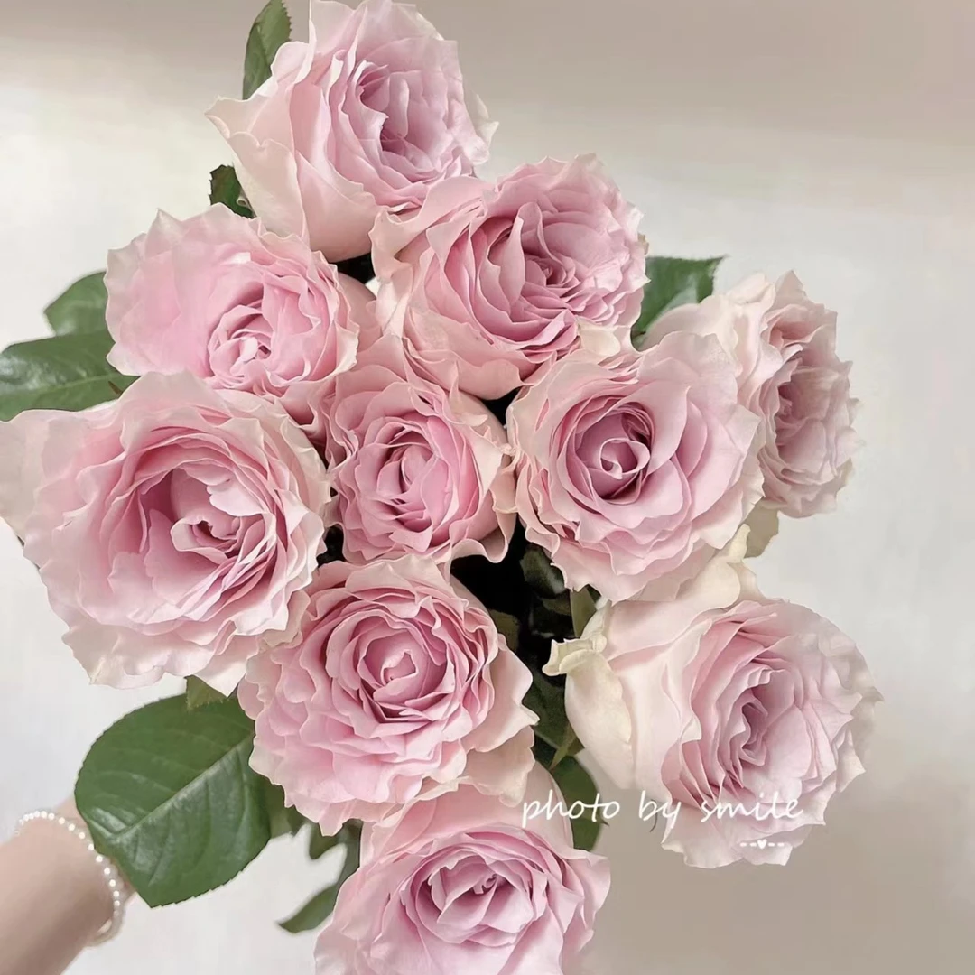 粉钻 玫瑰 云南基地直发