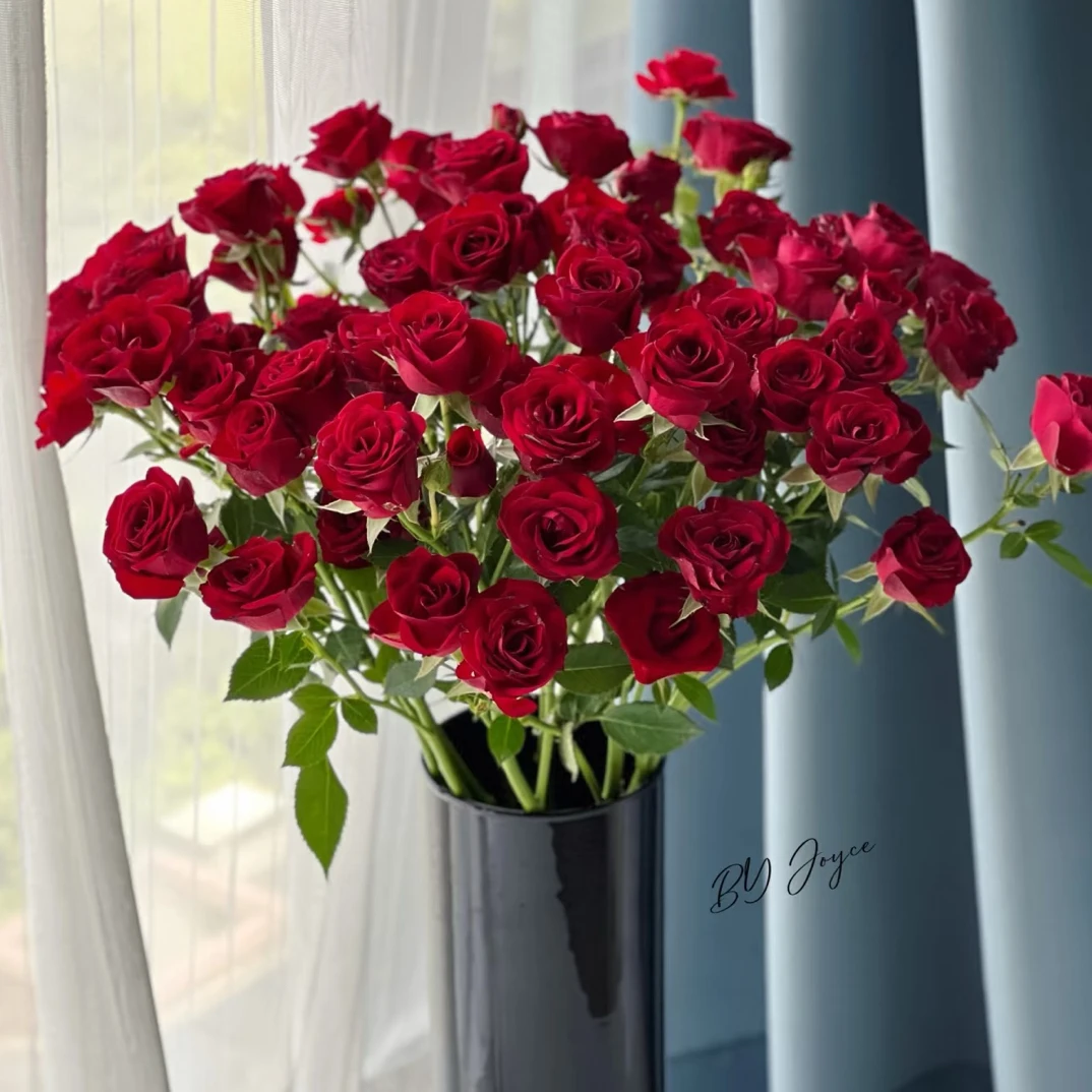 10支克拉贝儿泡泡 玫瑰云南基地直发 任意两单起发