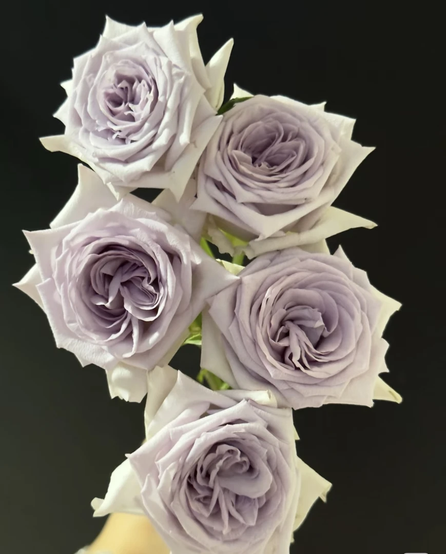 【稀有】紫荔枝玫瑰 云南基地直发 任意两单起发