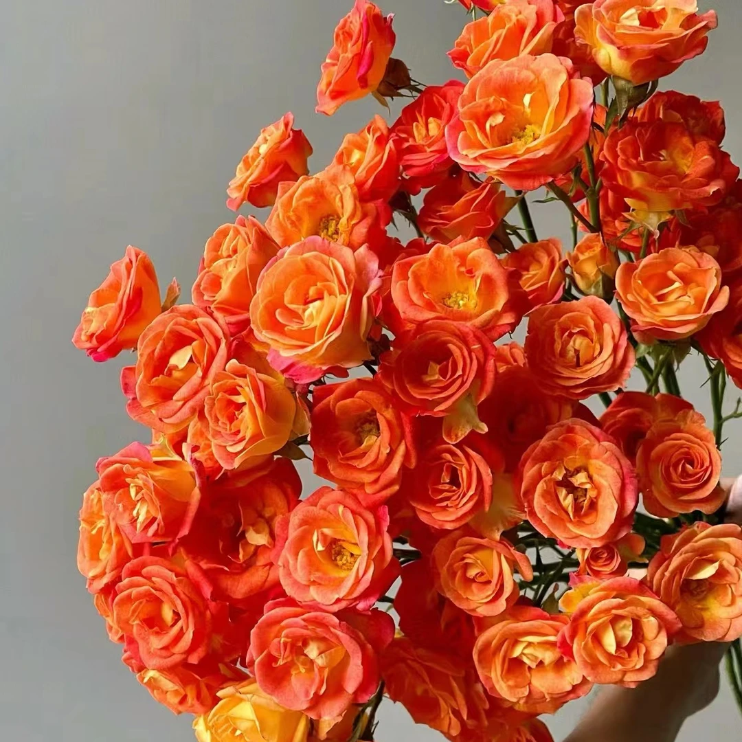 10支 狂欢泡泡 玫瑰  云南基地直发 【生鲜10% 不售后