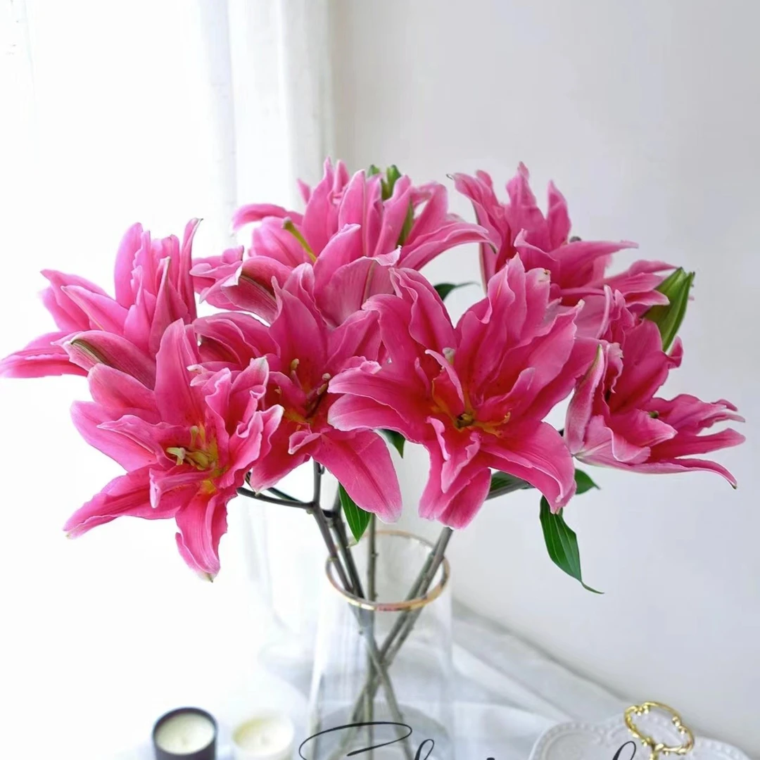 【稀有限量】红美人 重瓣    香水百合 【10%以内不售后】