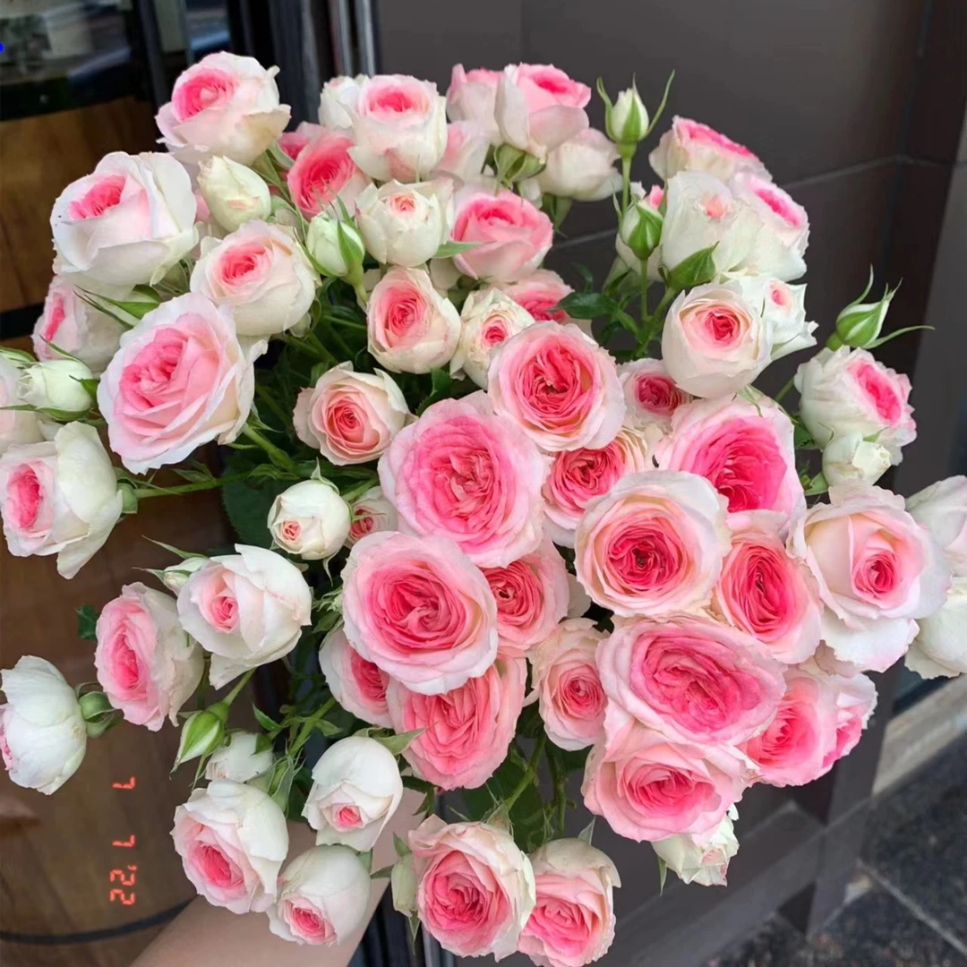 午夜魔法泡泡  --多头玫瑰  云南基地直发  任意两单起发