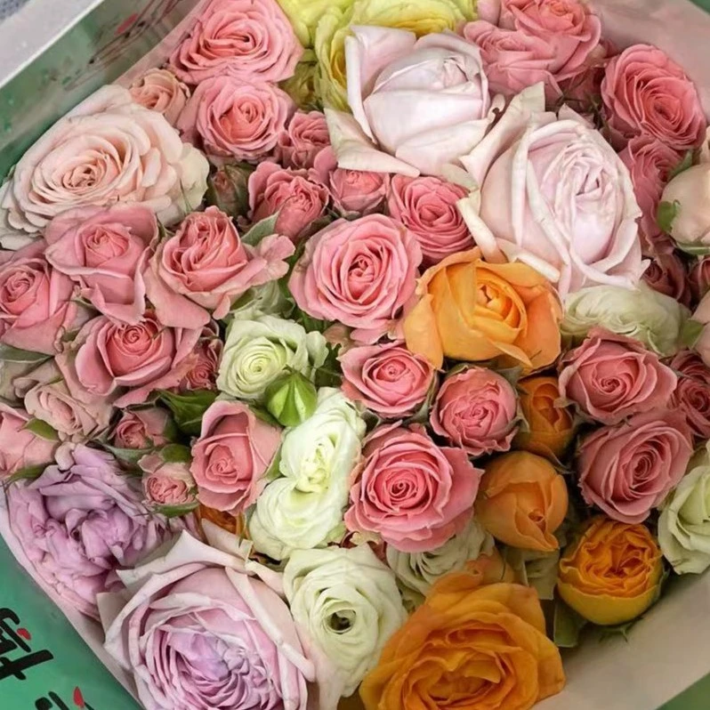 彩拼多头 玫瑰  云南基地直发