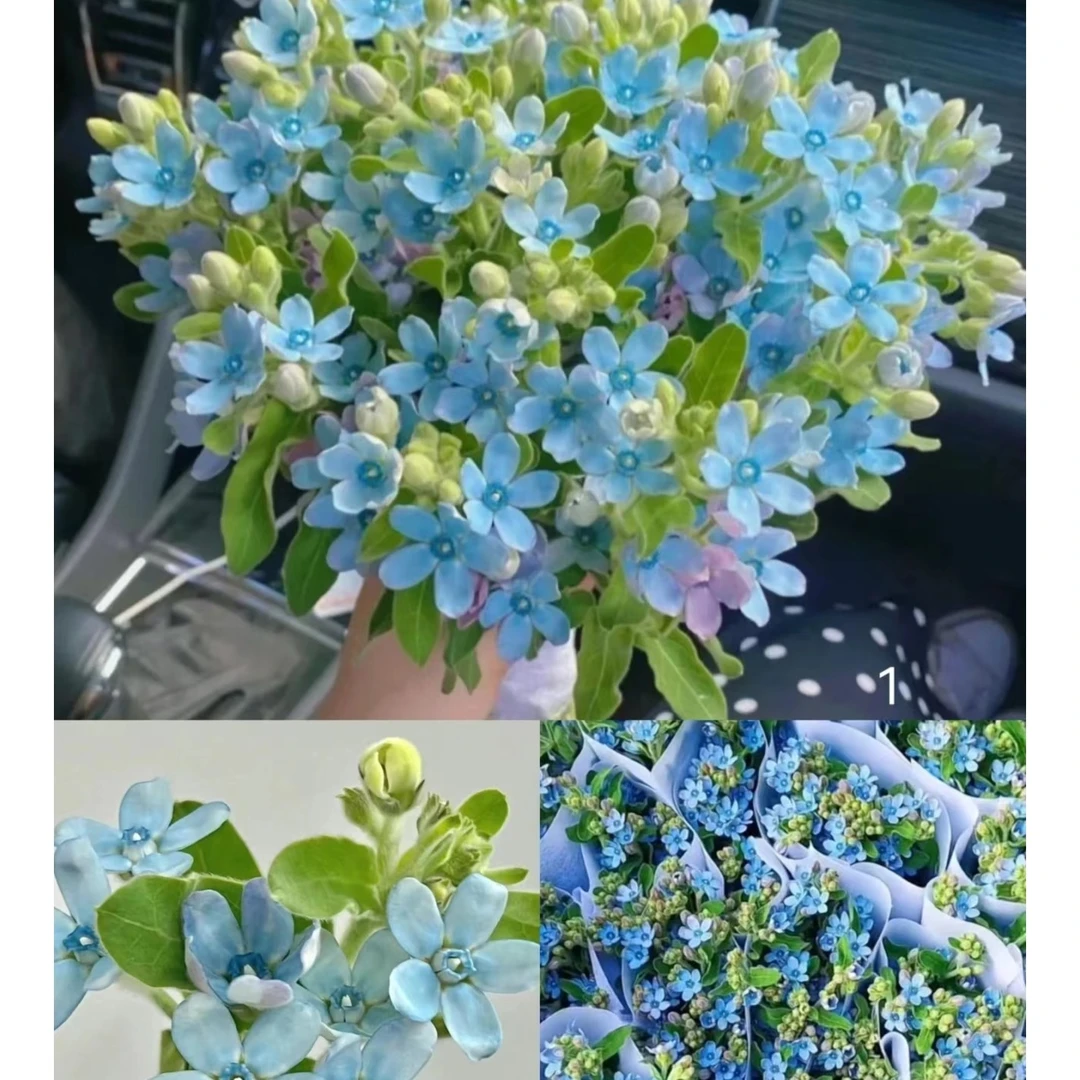 2扎 蓝/粉星花--高端小众花材  有白色浆液【收到用手套打理叶子】
