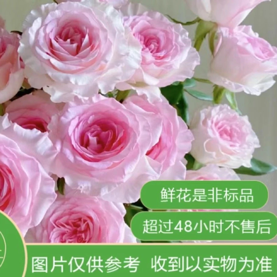 20支  洛神玫瑰 云南基地直发 【生鲜10% 不售后