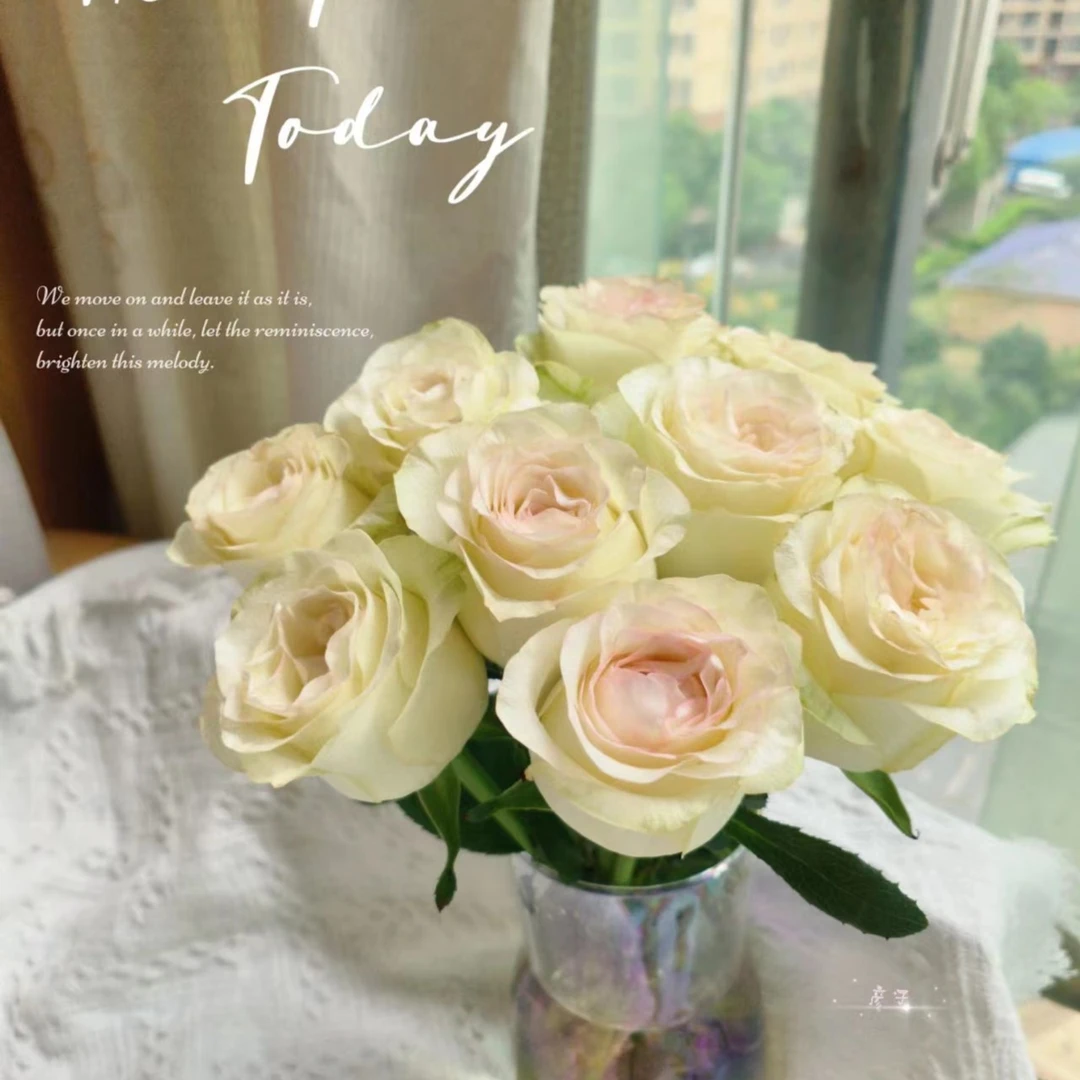 甜蜜爱莎  --单头玫瑰  云南基地直发