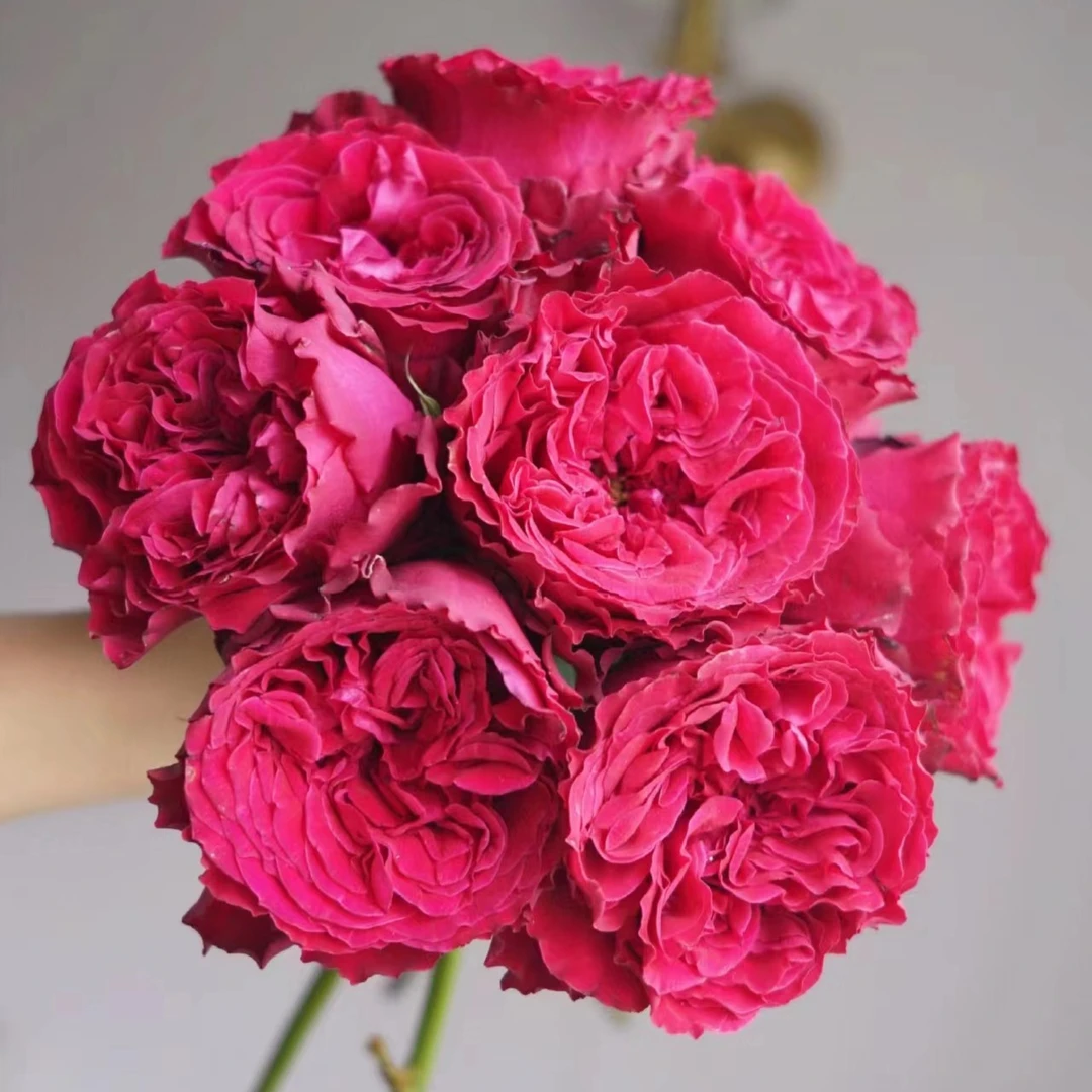 10枝 红船 玫瑰 玫瑰 云南基地直发