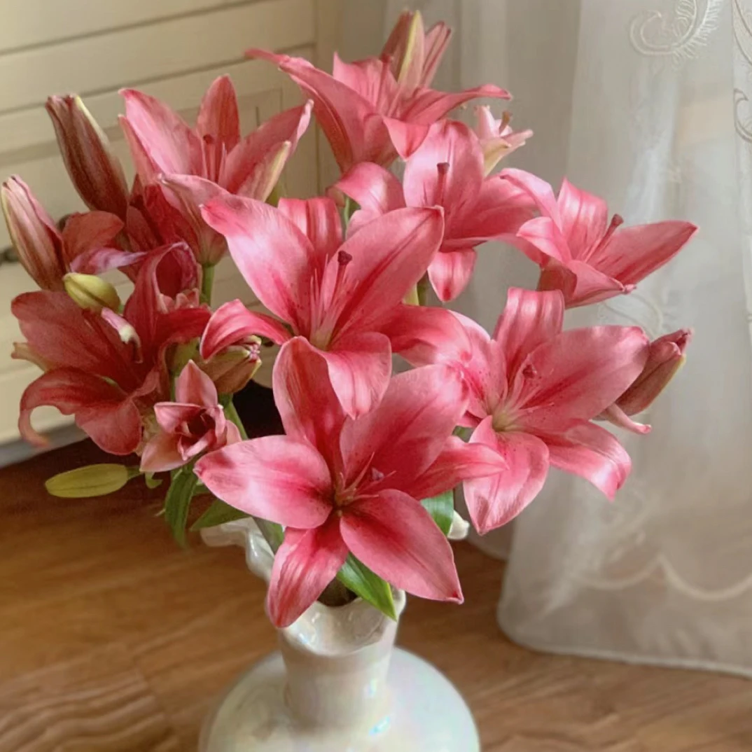 5支紫皇后亚百合 亚洲百合无香花头小 云南基地直发