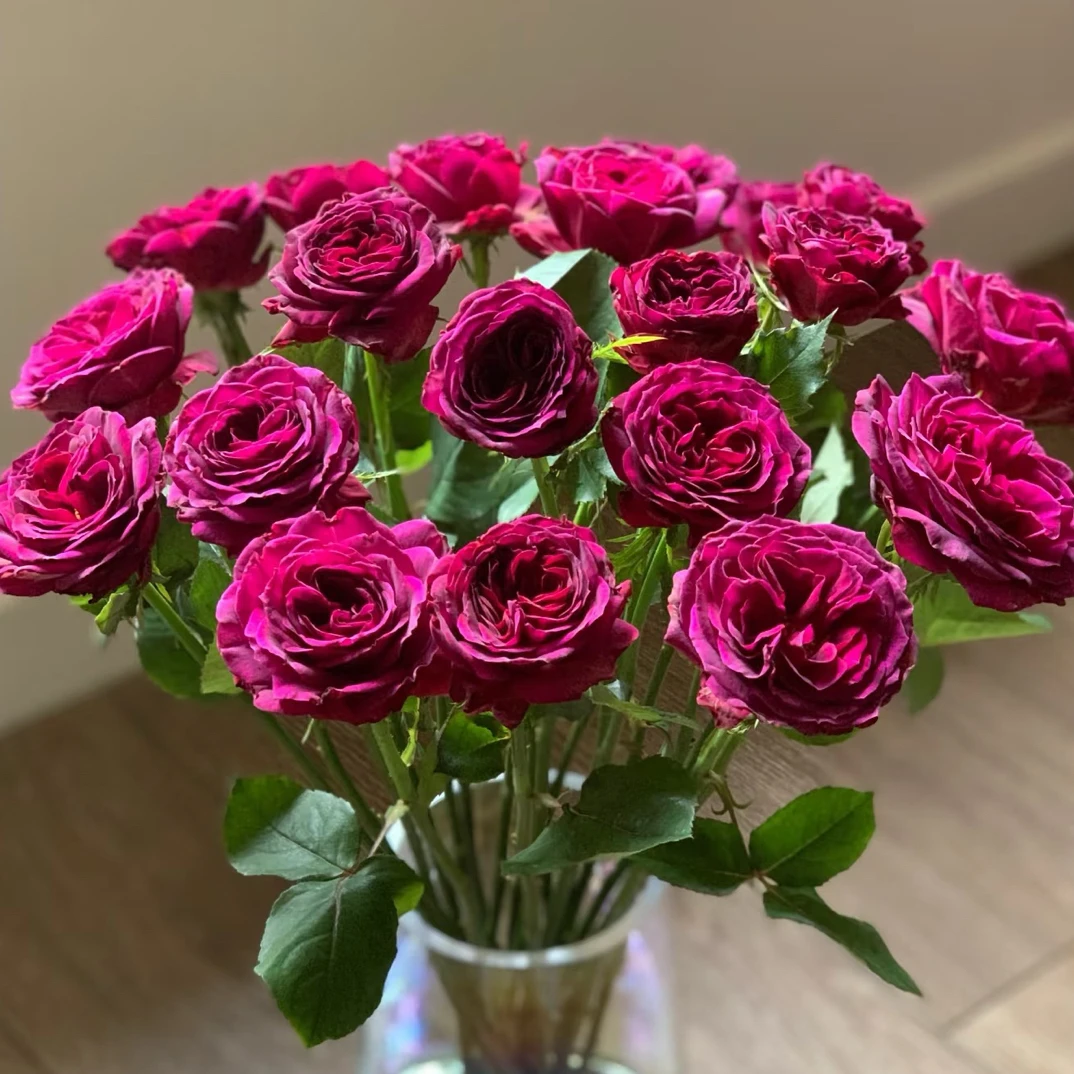 蓝莓单头玫瑰   云南基地直发  任意两单起发