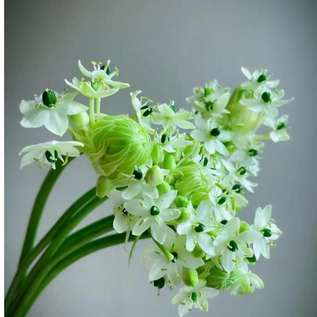 10支天鹅绒  杆子微瑕  鲜花 云南基地直发  任意两单起发