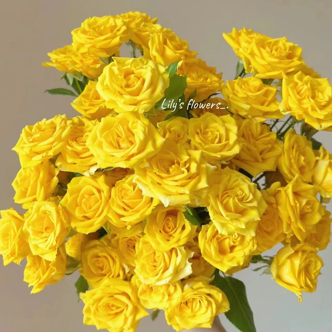 10支  幸运泡泡  多头 玫瑰 云南基地直发