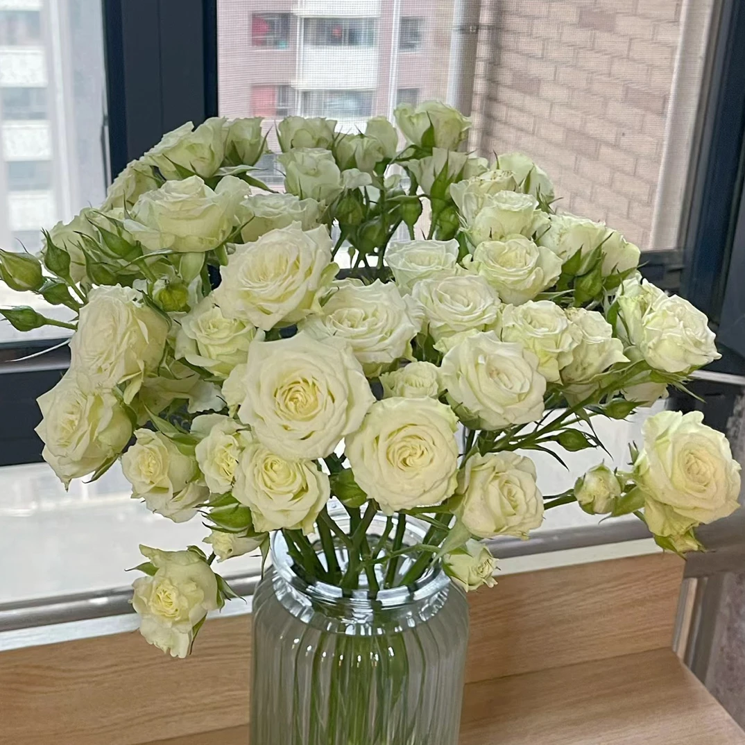 10枝罗莎乃拉泡泡 玫瑰  一单中通冷链 2单顺丰