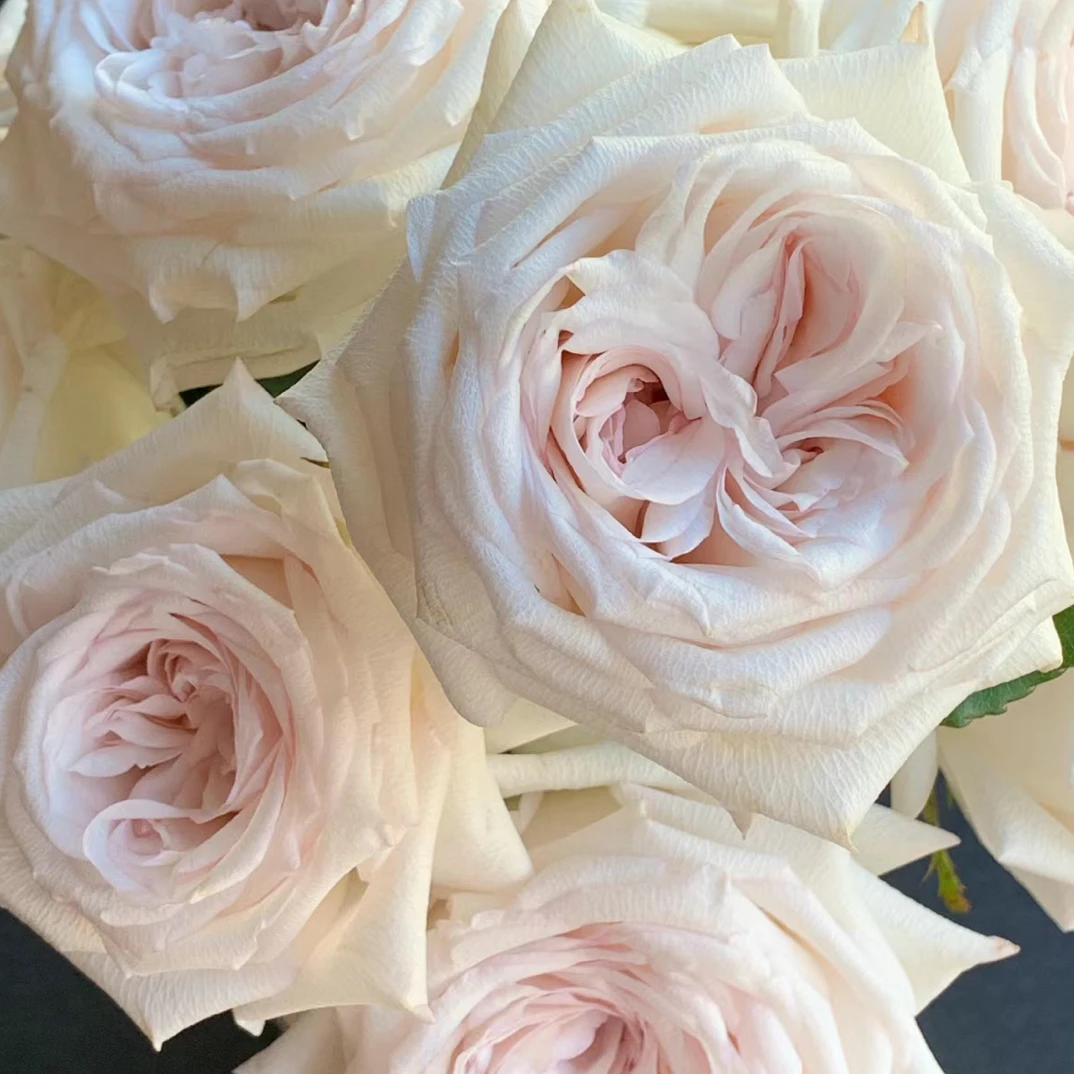 伊丽莎白玫瑰  云南基地直发 任意两单起发