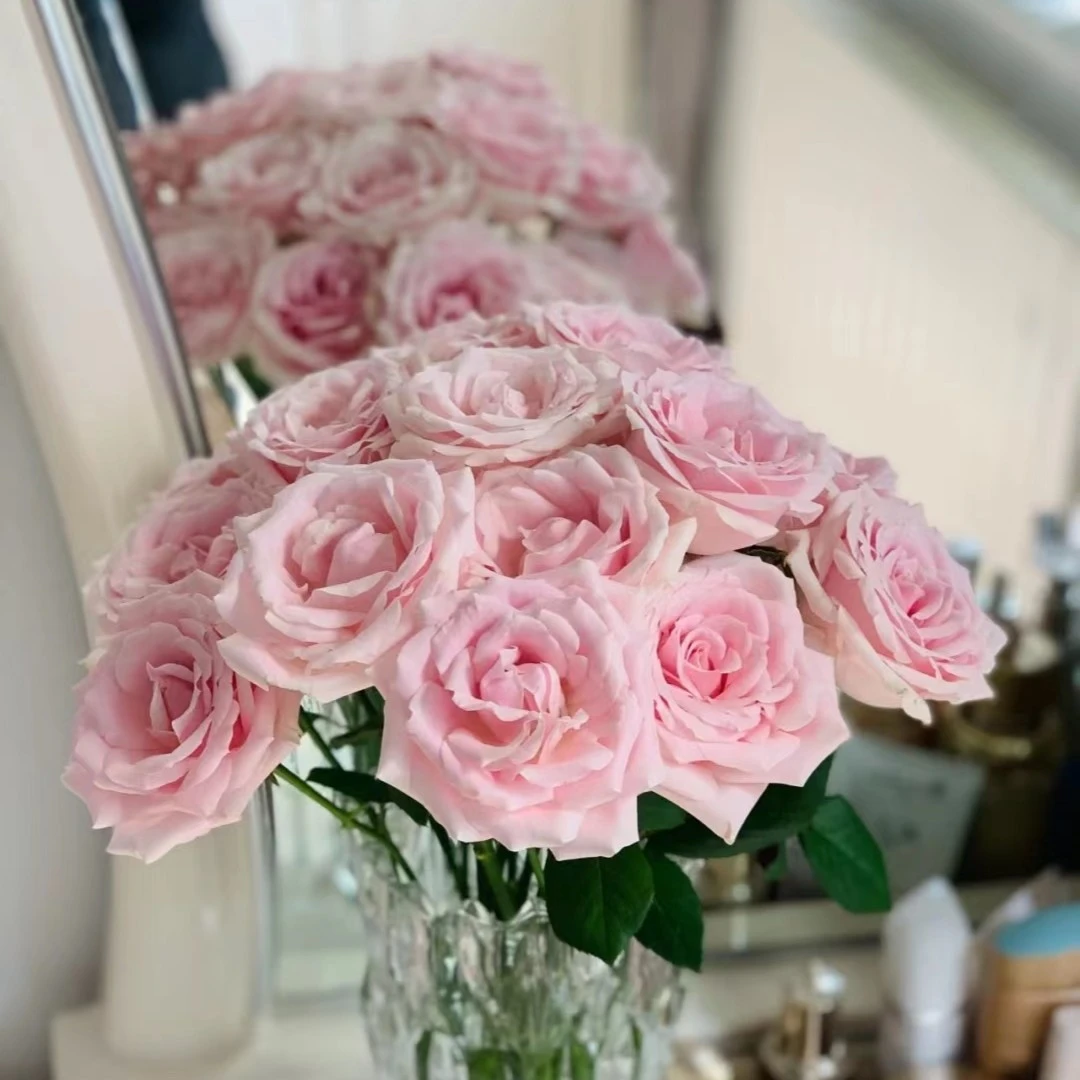 多头10支粉红雪山 玫瑰   云南基地直发 收到要醒花【10%不售后】