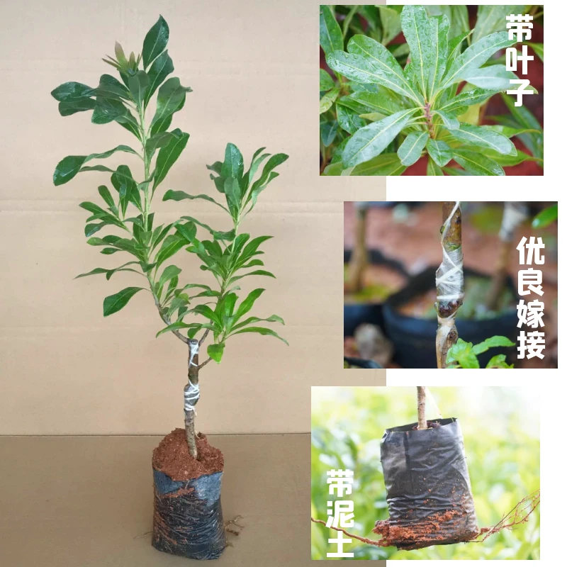 正宗嫁接早熟杨梅树苗大黑炭东魁王子安海杨梅苗盆栽地栽营养杯苗