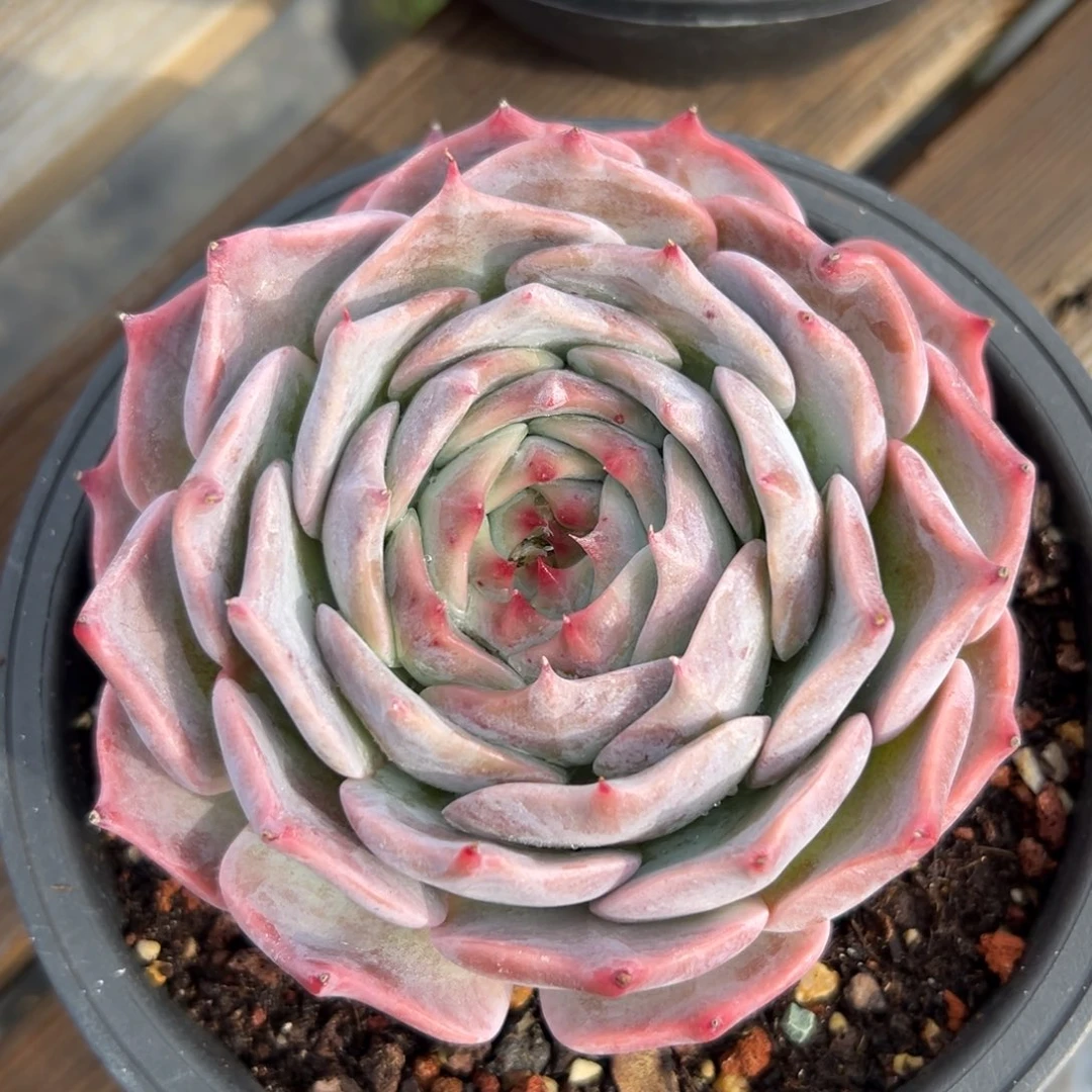 皮卡丘（满38包邮）多肉