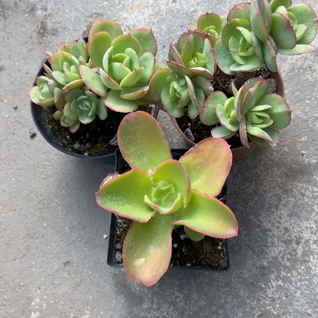 烧***。三颗碧桃精控多肉