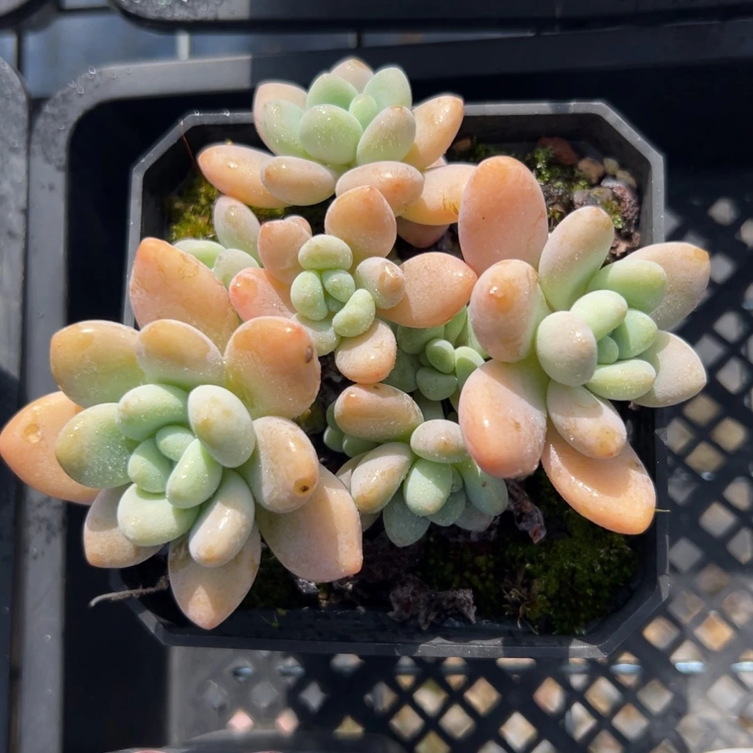 洛神精控多肉38包邮