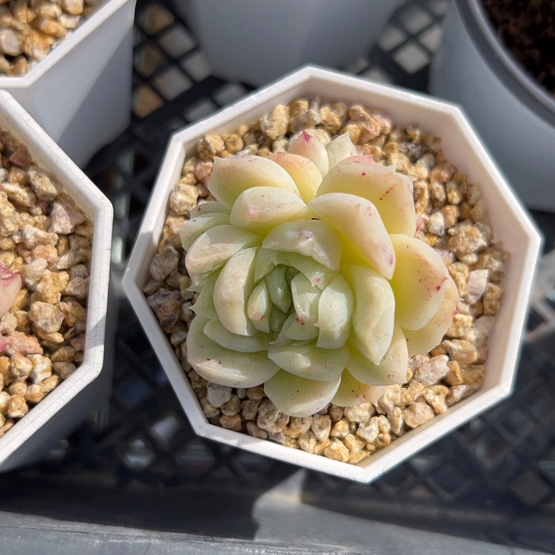 【闪购商品】日****里麦秆多肉