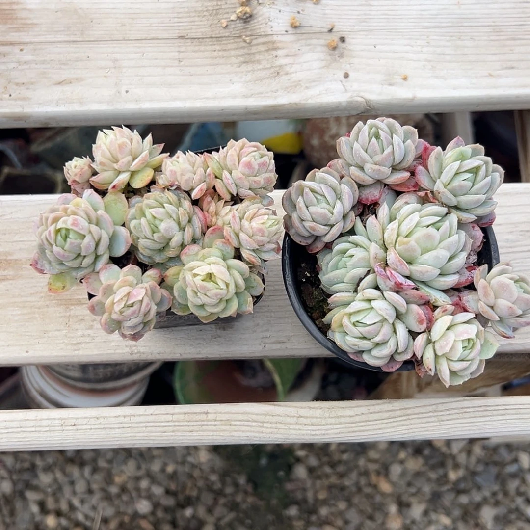 【闪购商品】?****?紫月影俩颗