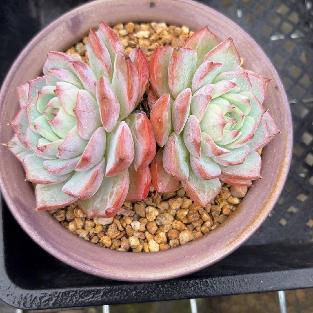 SP （满38包邮）多肉