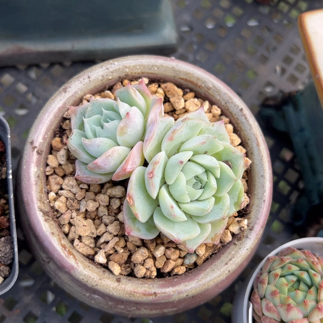 海梦（38包邮一物一拍减子）