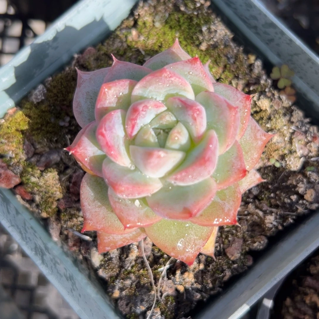 佳人（满38包邮）多肉