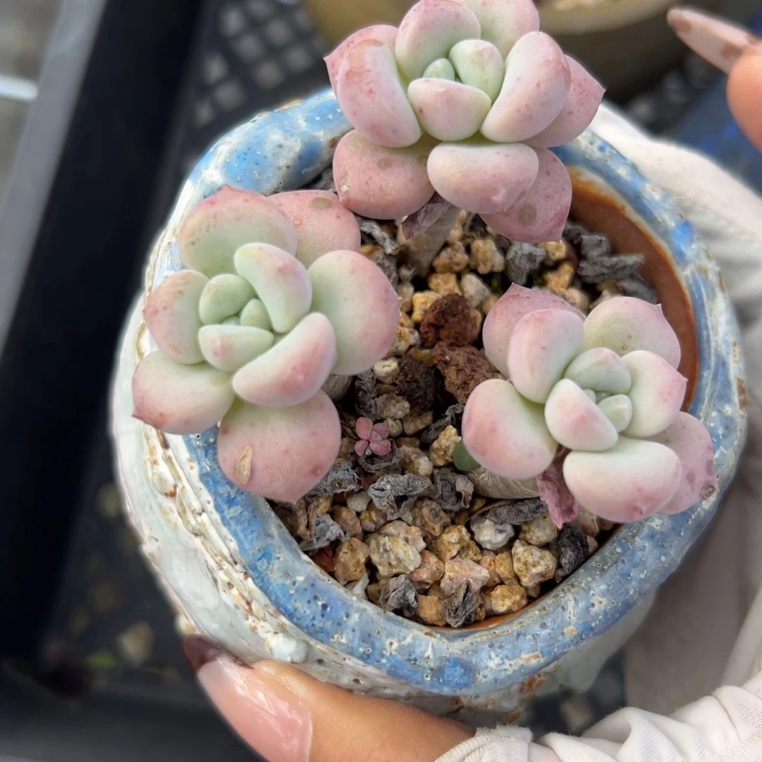 花斑鹿（满38包邮）一物一拍