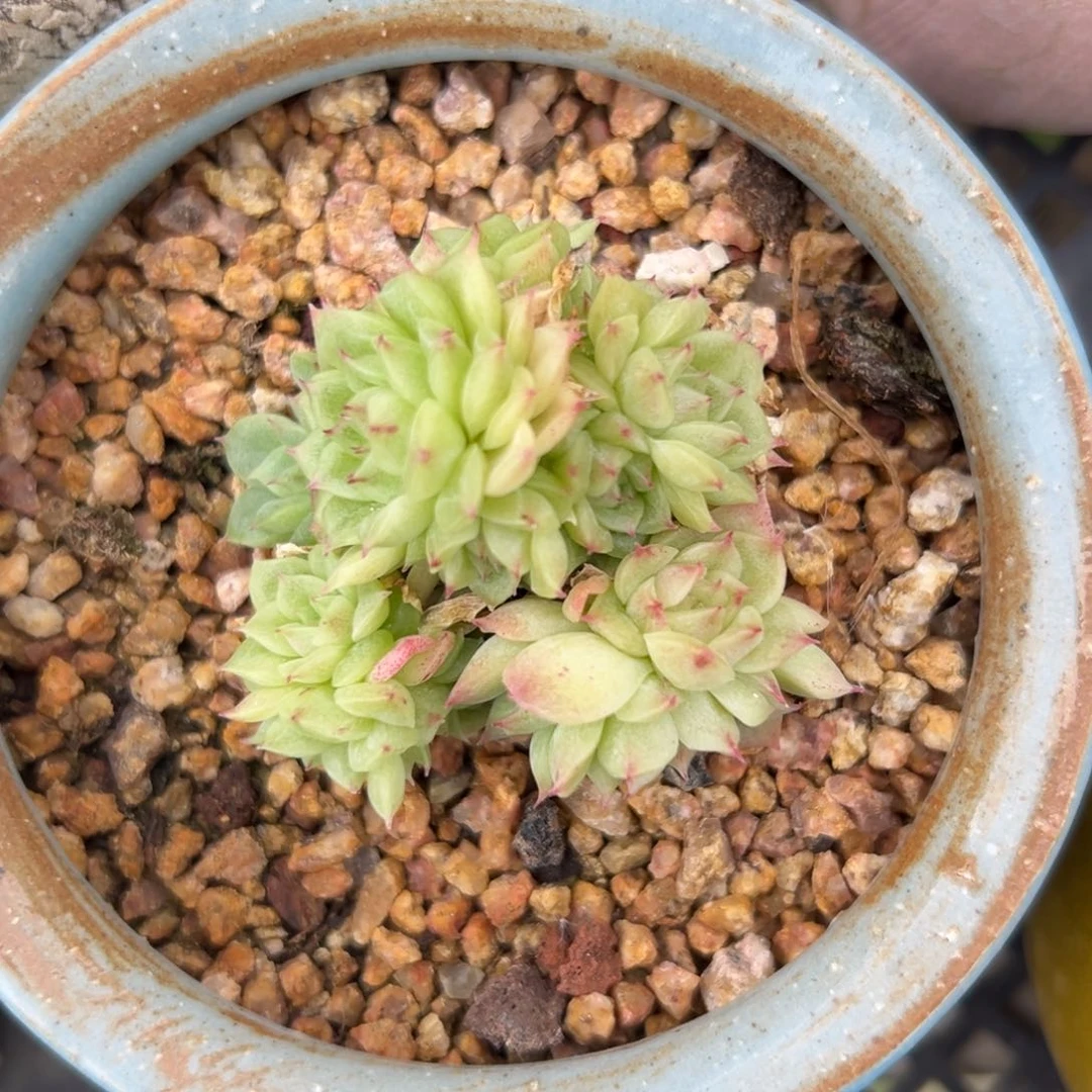 麦秆精控多肉38包邮