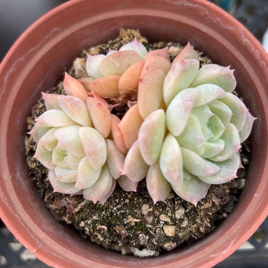 彩虹爱神精控多肉38包邮