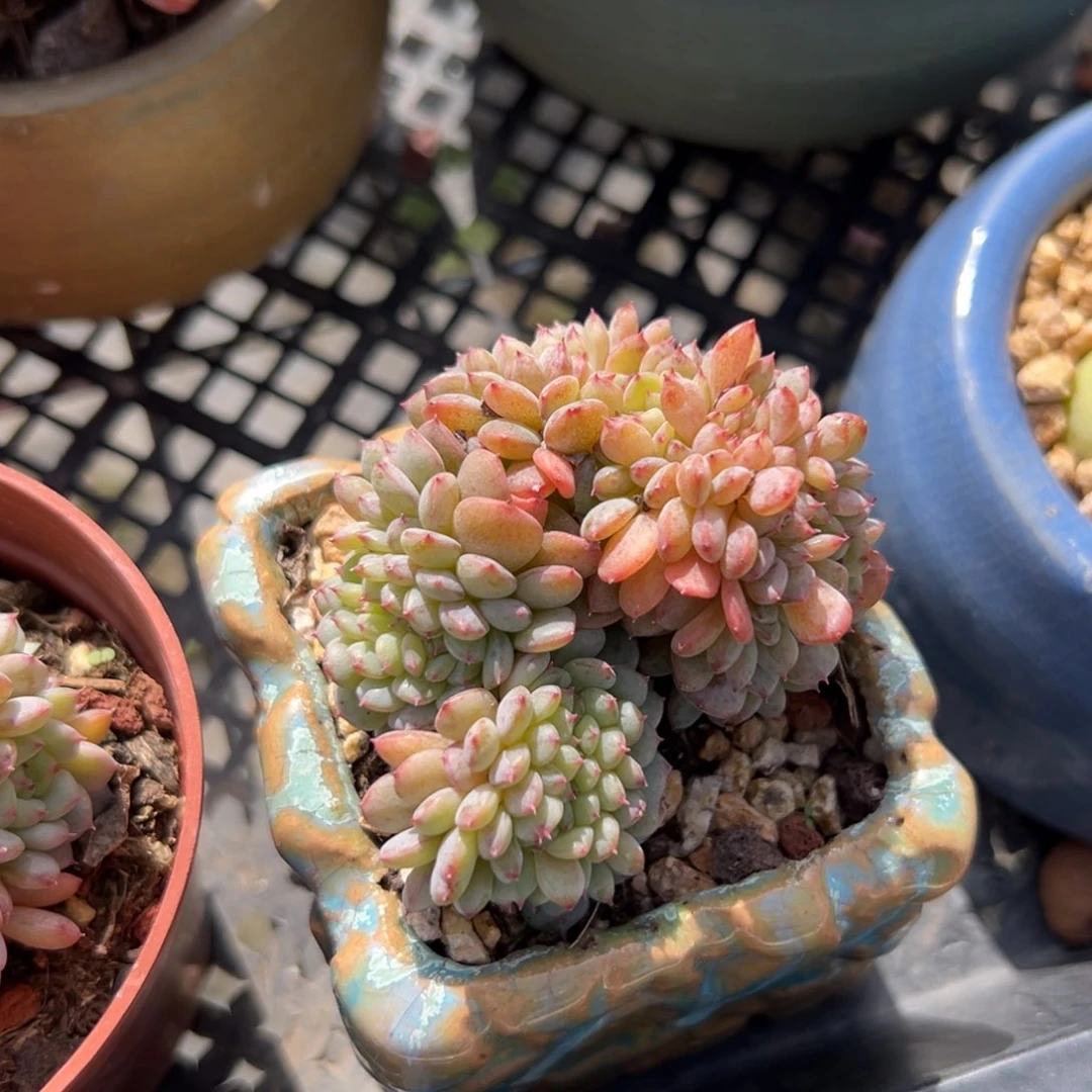 白胖子缀（满38包邮）多肉