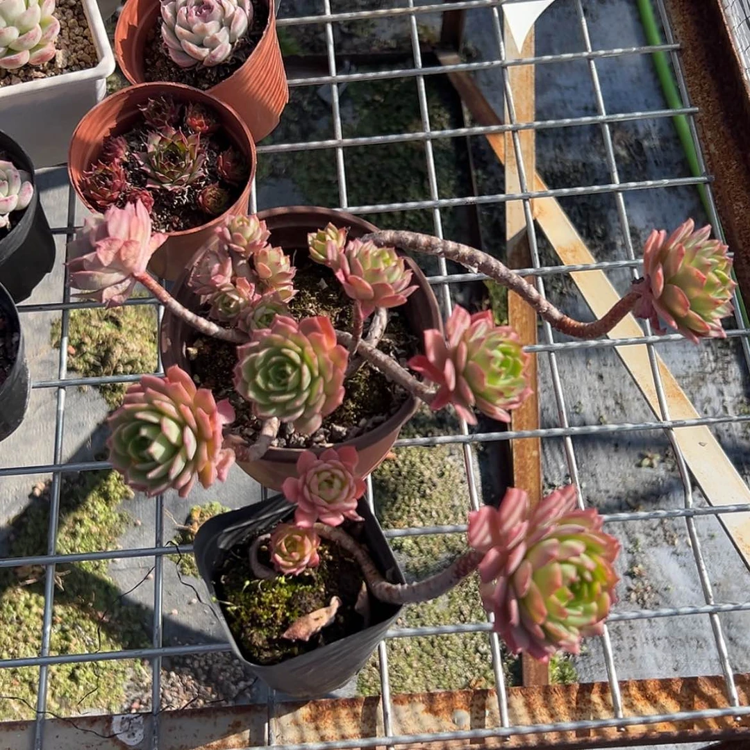 【闪购商品】M****?绿蔷薇2颗